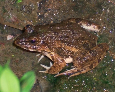 Kaki Kodok Indonesia yang Berakhir di Meja Makan Orang Eropa