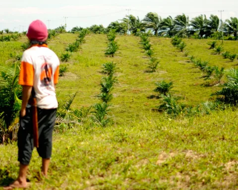 Saparuddin (40 tahun) memandang lahan keluarganya yang telah ditanami sawit PTPN XIV di Maroangin, Kabupaten Enrekang/Eko Rusdianto/Mongabay Indonesia