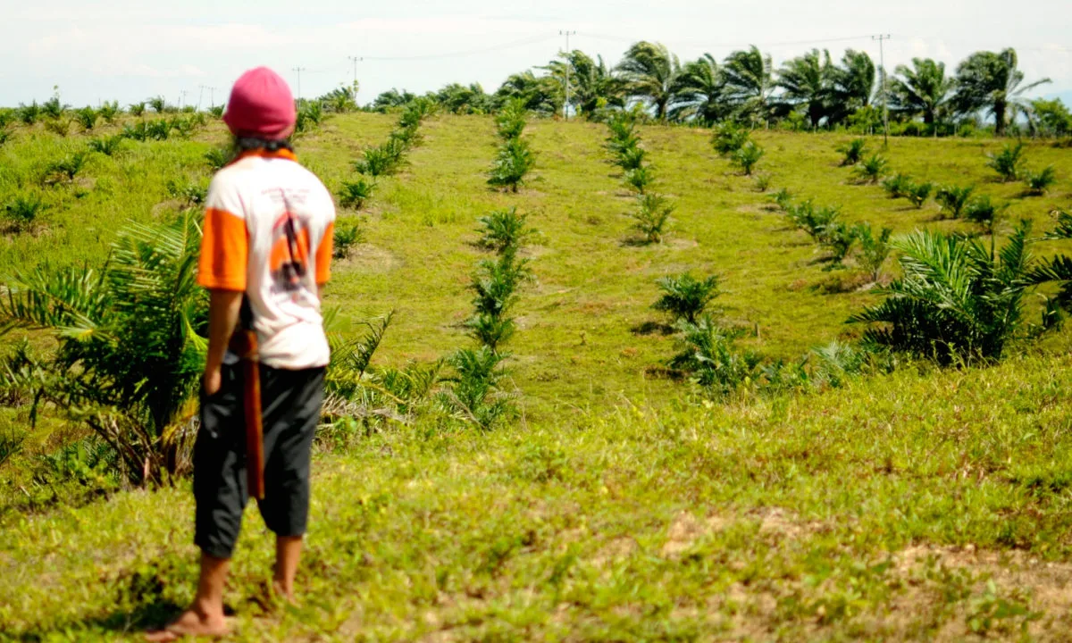 Saparuddin (40 tahun) memandang lahan keluarganya yang telah ditanami sawit PTPN XIV di Maroangin, Kabupaten Enrekang/Eko Rusdianto/Mongabay Indonesia