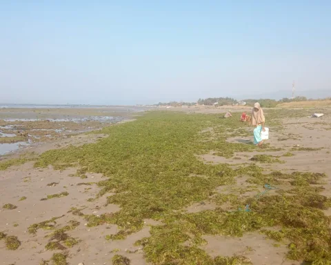 "Lebih baik kita mengais di sela-sela lumut untuk mendapatkan sepotong rumput laut yang terdampar di pesisir pantai. Dari pada harus pergi mencuri atau minta-minta ke keluarga."/Suardi B/Bollo.id