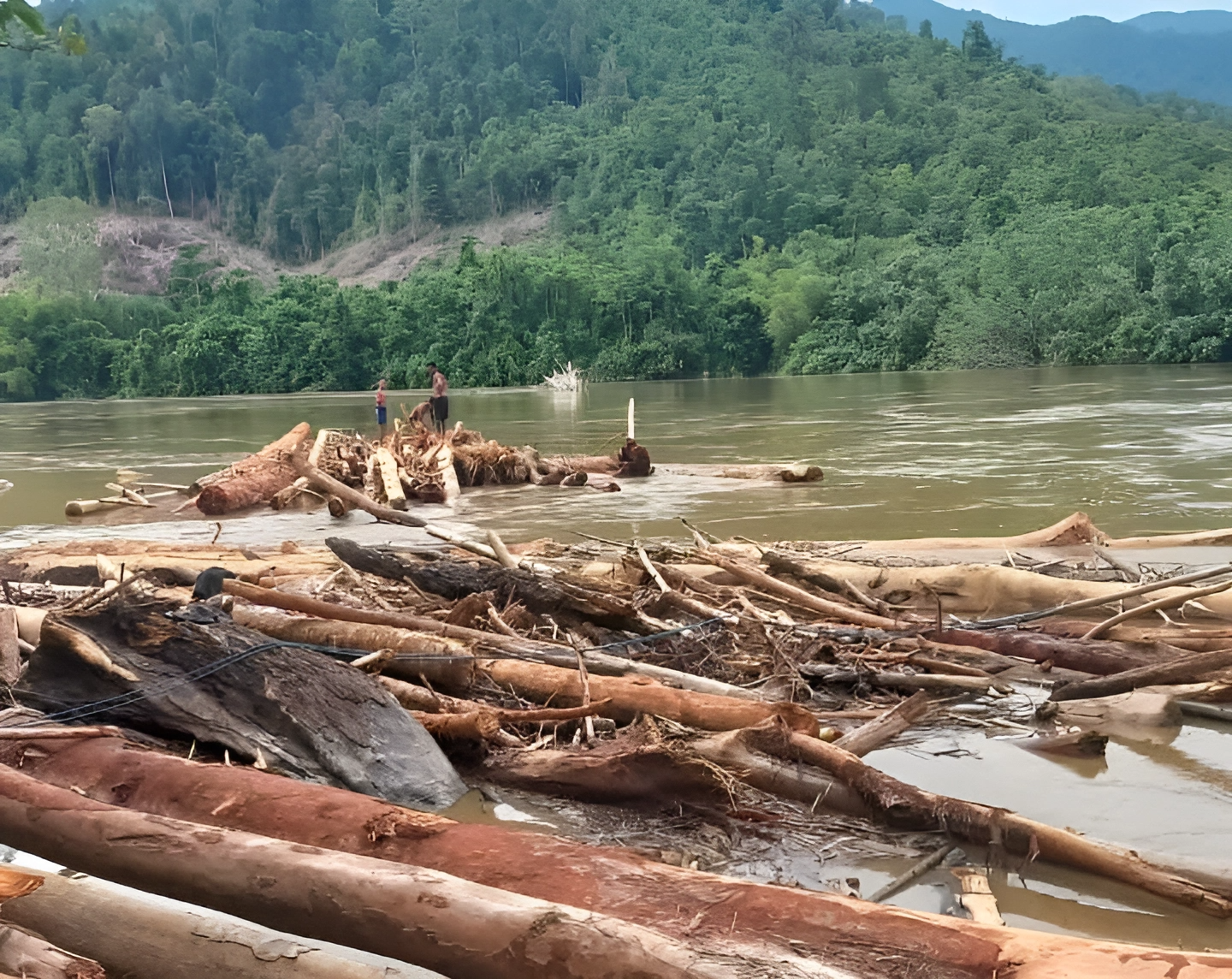 Potret material kayu hanyut berserakan di Sungai Malili, Luwu Timur/Arkil Batara Dirga Pangeran/Bollo.id