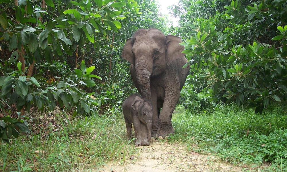 Sumatran elephant calf (Elephas maximus sumatrensis) Lisa and its mother from Tesso Nilo National Park, Riau, Indonesia/worldwildlife.org