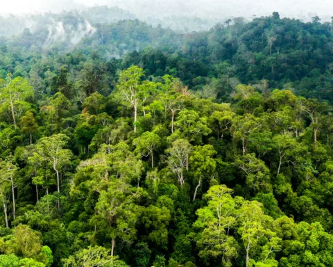 Ilustrasi hutan/Yayasan Konservasi Alam Nusantara/natureconservancy-h.assetsadobe.com