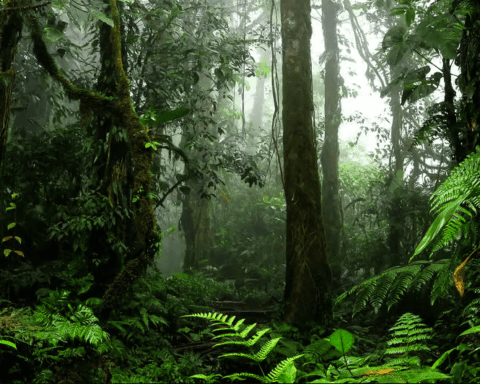 Ilustrasi, hutan/cdn.futura-sciences.com