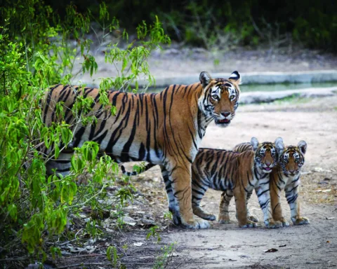 Ilustrasi, potret Harimau/bornfree.org.uk