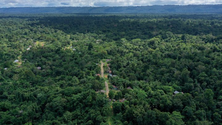 Ilustrasi, hutan Papua/walhipapua.org