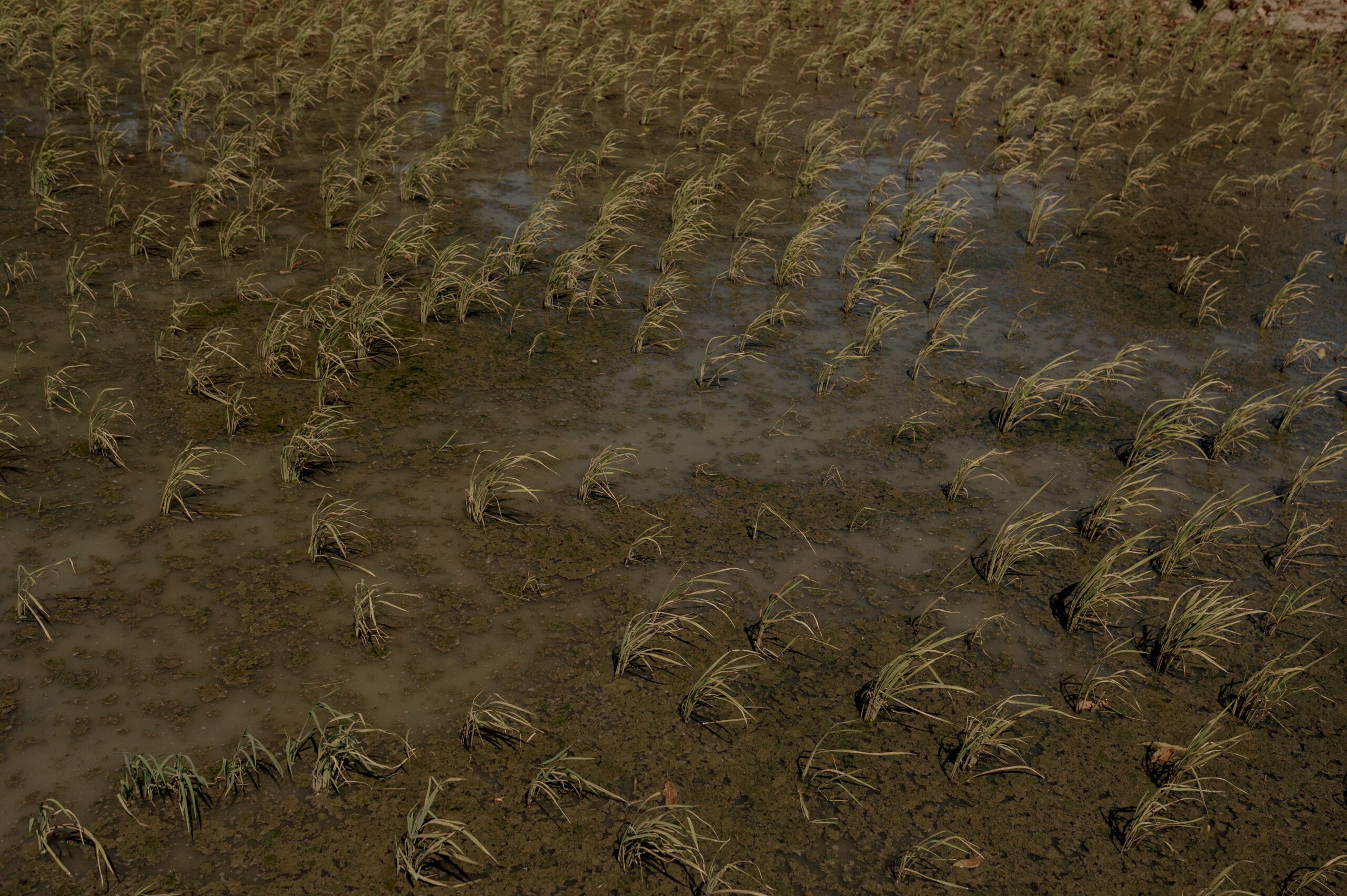 Kondisi padi yang menjadi tanaman pangan utama bagi masyarakat mati dan tumbuh kerdil berwarna kemerahan serta gagal panen seluas 30 hektare. Lahan ini mengalami gagal panen akibat tercemar limbah besi industri smelter hasil analisis yang dilakukan Dinas Lingkungan Hidup (DLH) Sulawesi Selatan menemukan air sampel di hulu, memiliki kandungan besi mencapai 1,24 mg/liter dari baku mutu 0,3 mg/liter. Dan Mangan mencapai 0,2 mg/liter dari baku mutu 0,1 mg/liter. Sampel air tengah juga menunjukkan kandungan besi sebesar 0,39 mg/liter dari baku mutu 0,3 mg/liter. Mangan adalah 0,16 mg/liter dari baku mutu 0,1 mg/liter/Iqbal Lubis untuk Bollo.id