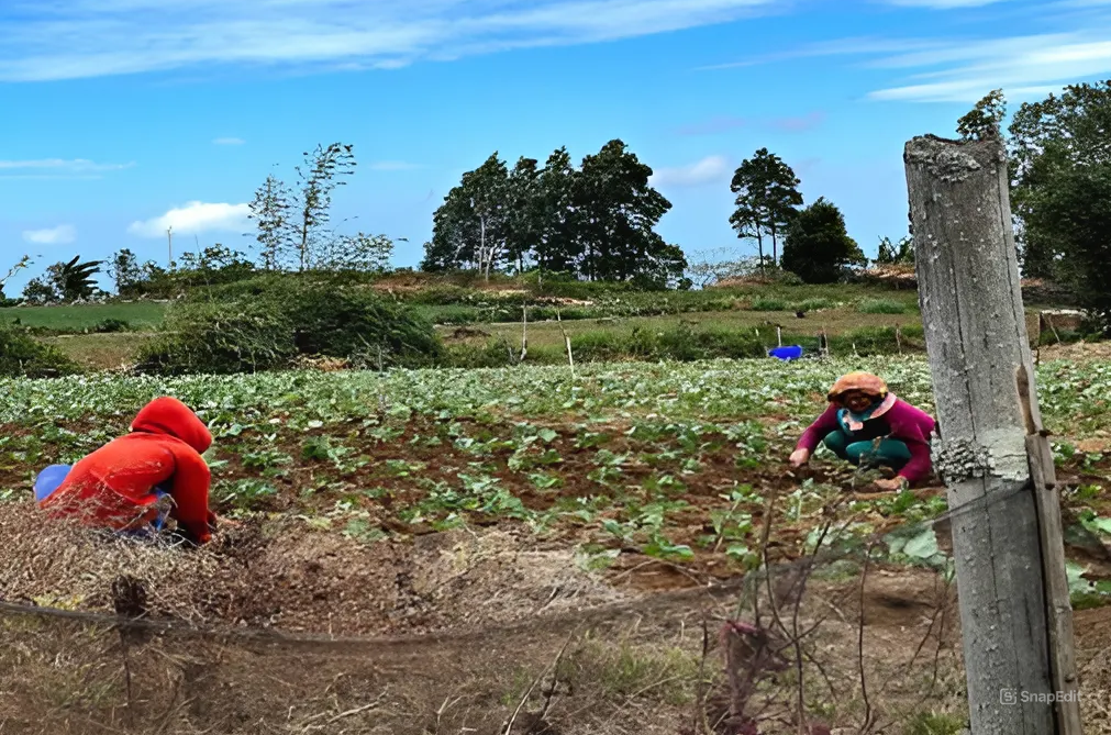 Aktivitas beberapa petani di Kaki Gunung Lompobattang pada pagi hari saat menyiangi kebun/Muhammad Riski