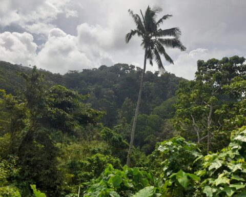 Potret pohon kelapa di kawasan Tanadoang, Kabupaten Kepulauan Selayar/Foto: A.Audia