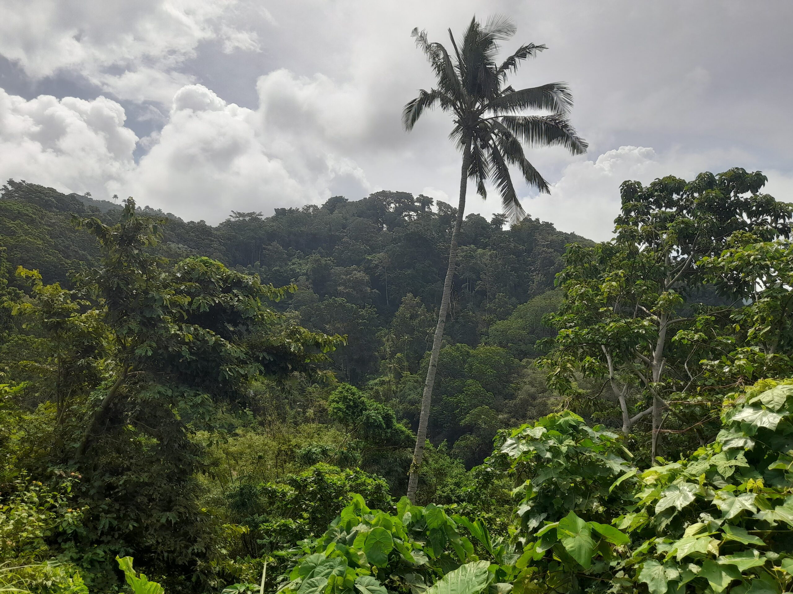 Potret pohon kelapa di kawasan Tanadoang, Kabupaten Kepulauan Selayar/Foto: A.Audia