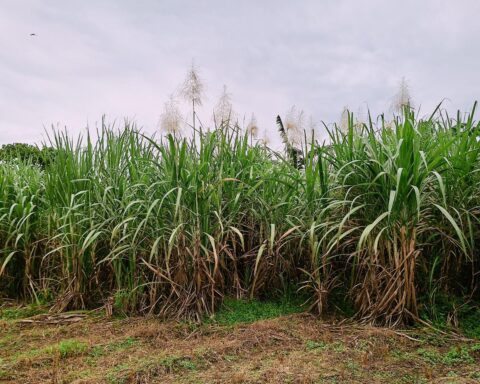 Salah satu sudut kebun tebu milik PTPN 1 Regional 8 di Kecamatan Polongbangkeng Utara, Kabupaten Takalar Sulsel/Muh Aidil/Bollo.id