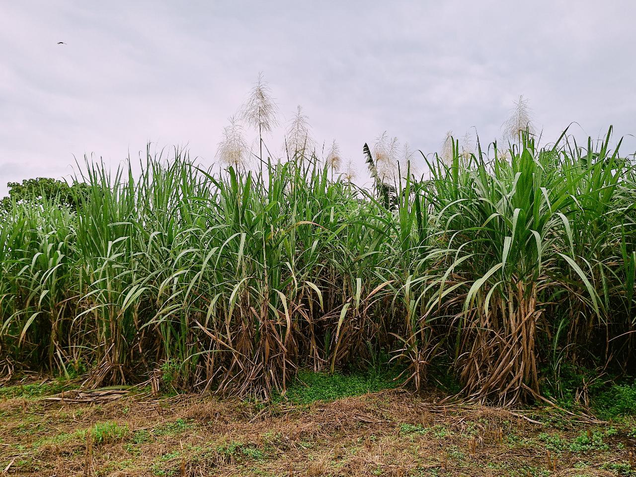 Salah satu sudut kebun tebu milik PTPN 1 Regional 8 di Kecamatan Polongbangkeng Utara, Kabupaten Takalar Sulsel/Muh Aidil/Bollo.id