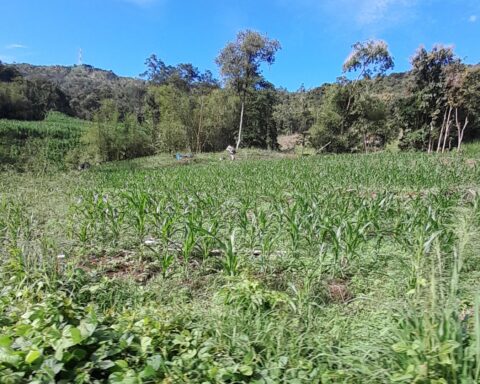 Hamparan tanaman jagung di jalanan dari Desa Kaluppini menuju pusat kabupaten Enrekang/Foto: Andi Audia Faiza Nazli Irfan/Bollo.id