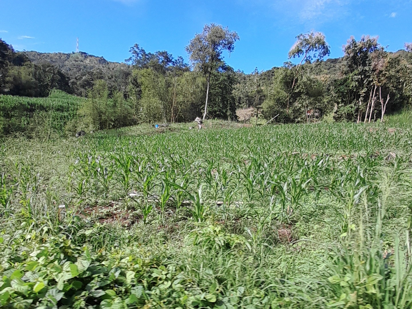 Hamparan tanaman jagung di jalanan dari Desa Kaluppini menuju pusat kabupaten Enrekang/Foto: Andi Audia Faiza Nazli Irfan/Bollo.id