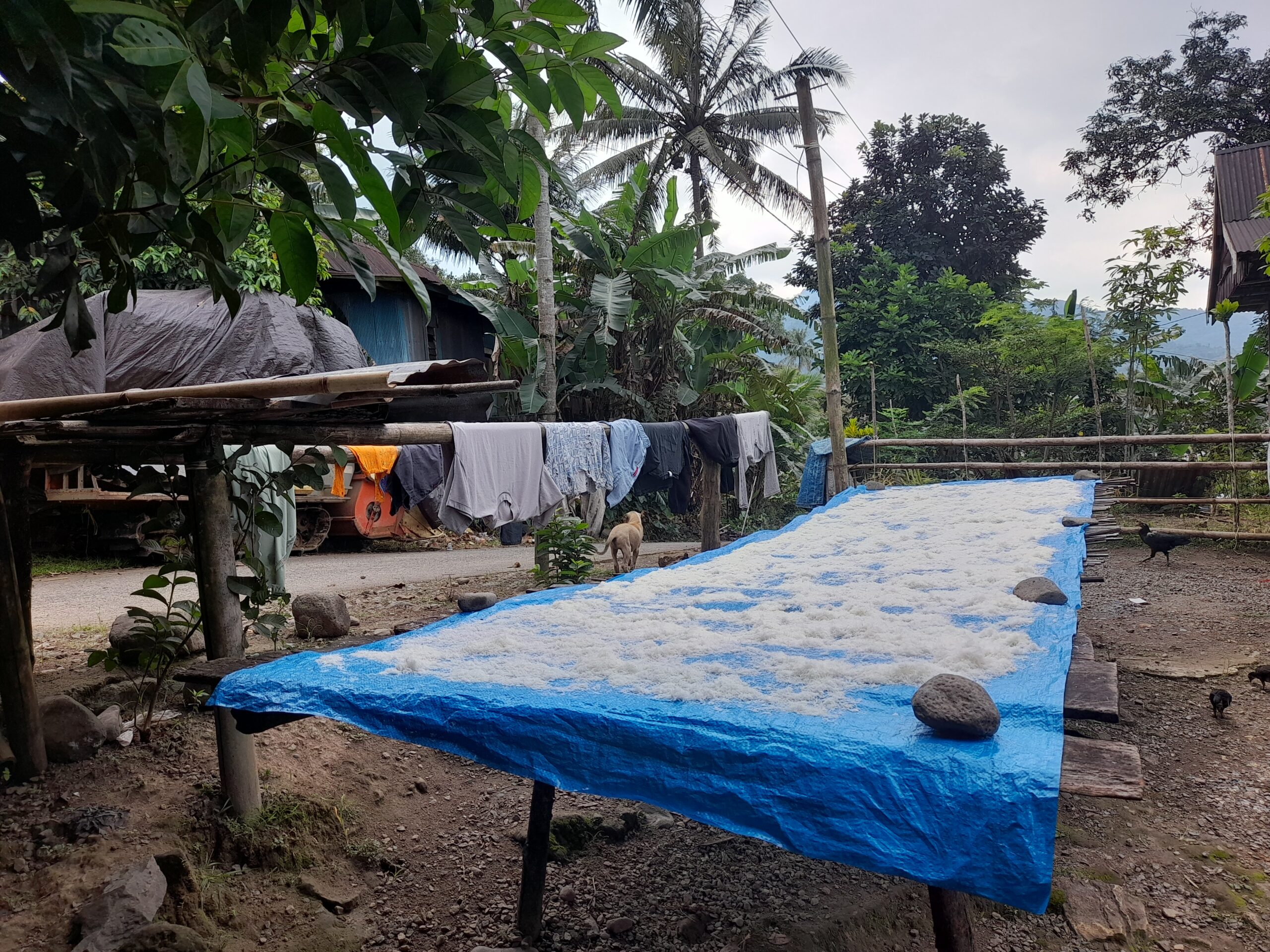 Kelapa parut dijemur di depan rumah Lawiyah/Foto: Andi Audia Faiza Nazli Irfan/Bollo.id