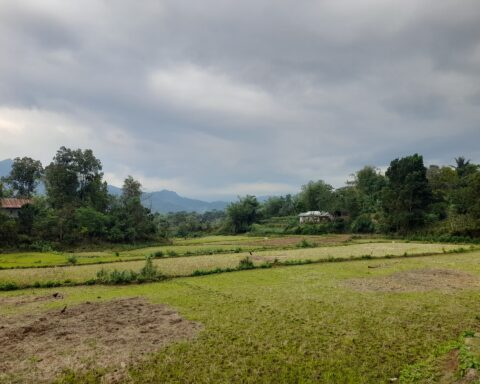 Sawah di Kabupaten Maros, Sulawesi Selatan/Foto: Andi Audia Faiza Nazli Irfan/Bollo.id