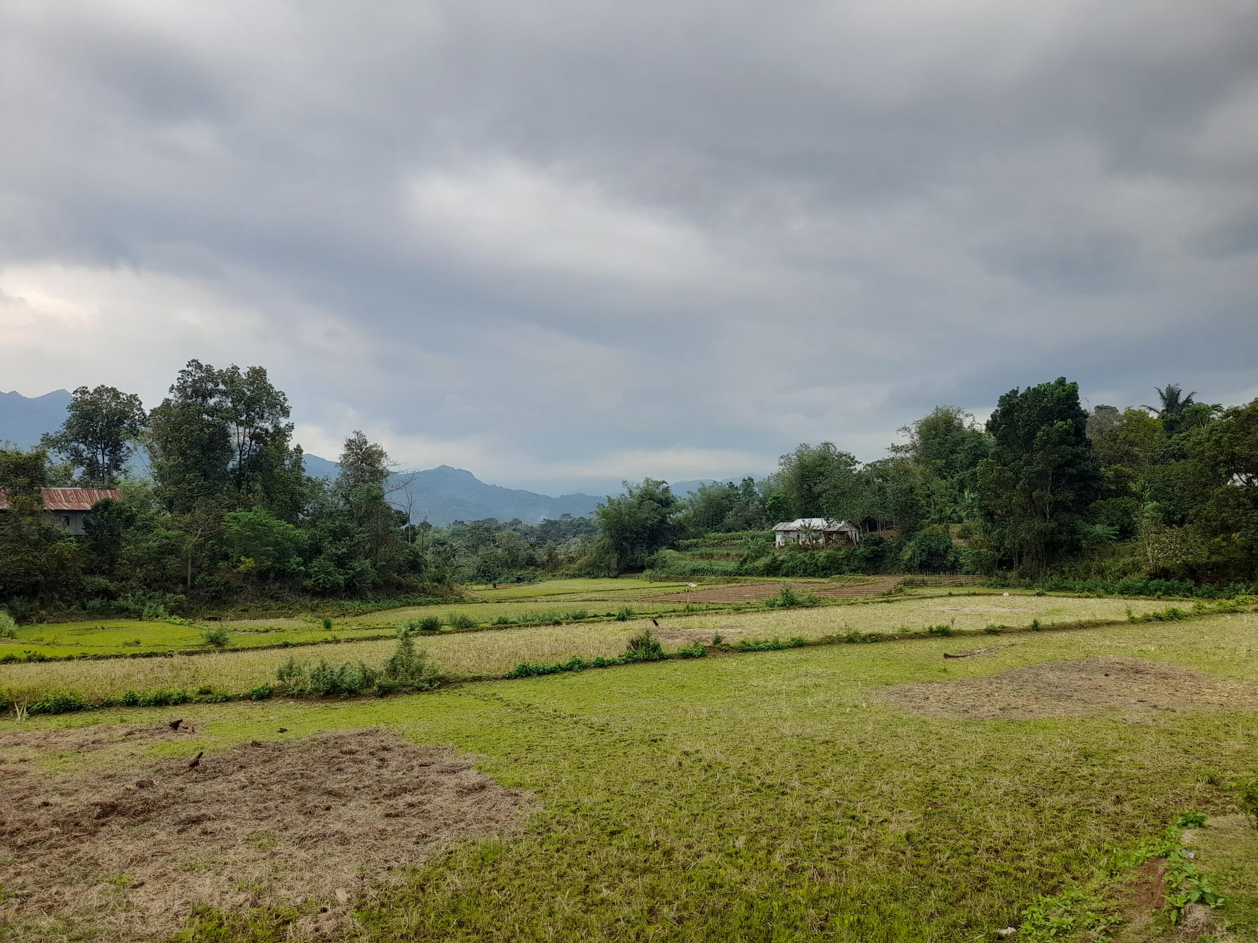 Sawah di Kabupaten Maros, Sulawesi Selatan/Foto: Andi Audia Faiza Nazli Irfan/Bollo.id