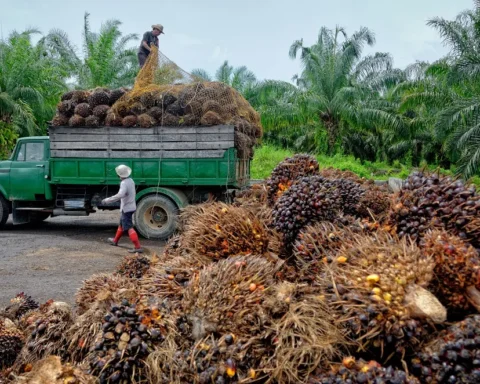 Ilustrasi petani sawit/Foto: i0.wp.com/epthinktank.eu