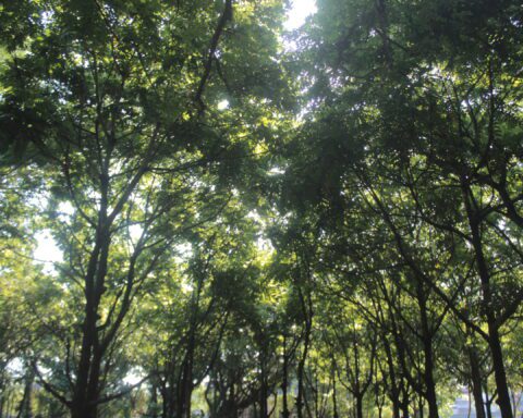 Hutan kota, Universitas Hasanuddin (Unhas)/Foto: Andi Audia Faiza Nazli Irfan/Bollo.id