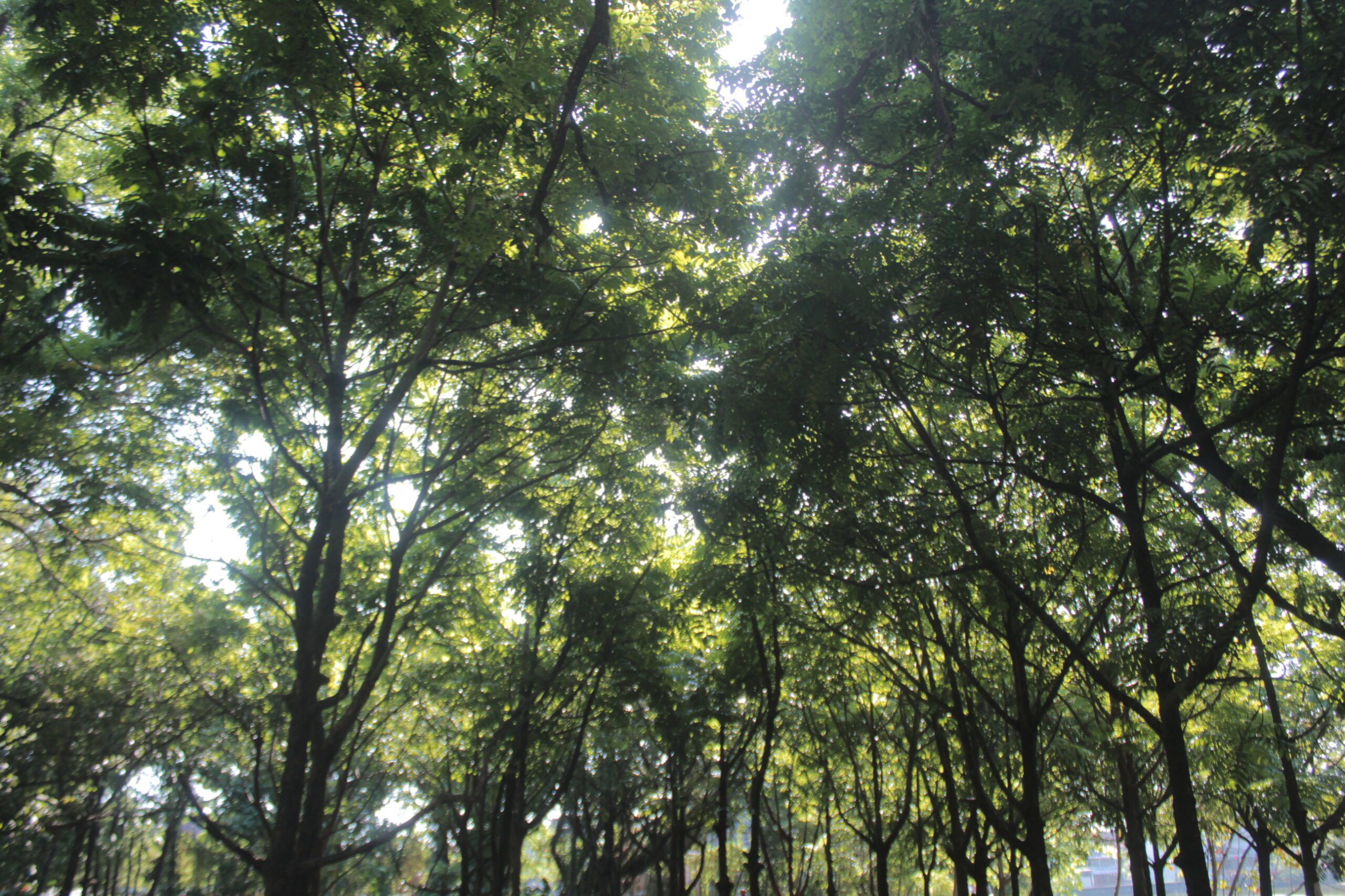 Hutan kota, Universitas Hasanuddin (Unhas)/Foto: Andi Audia Faiza Nazli Irfan/Bollo.id
