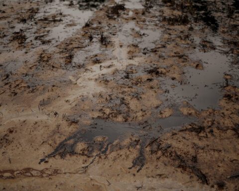 Sekitar 2 hektare areal persawahan warga tercemar minyak MFO milik PT Vale Indonesia yang bocor di Desa Lioka, Kecamatan Towuti Kabupaten Luwu Timur/Foto: Iqbal Lubis untuk Trend Asia