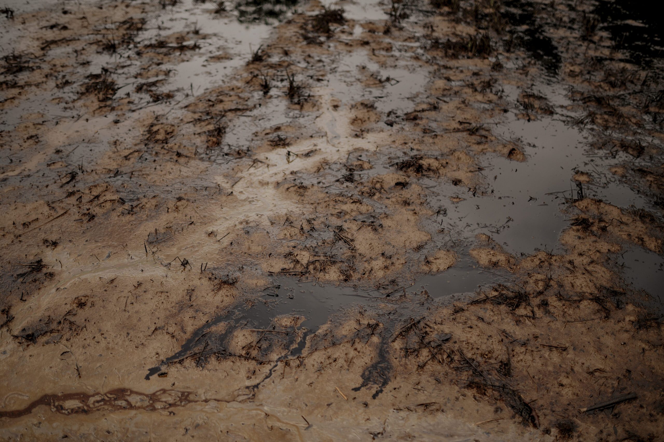 Sekitar 2 hektare areal persawahan warga tercemar minyak MFO milik PT Vale Indonesia yang bocor di Desa Lioka, Kecamatan Towuti Kabupaten Luwu Timur/Foto: Iqbal Lubis untuk Trend Asia