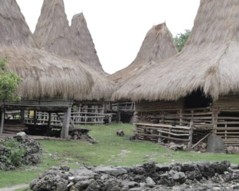 Adaptasi tradisional masyarakat Kodi sangat bergantung pada ritme ini; air hujan adalah sumber utama selama Musim Hujan bagi sebagian besar penduduk/Foto: Mongabay.co.id