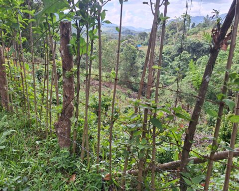 Kawat berduri milik pengelola kawasan hutan di Dusun Jambua/Foto: Muh Aidil/Bollo.id