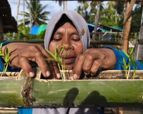 Wa Ode Sitti Murni menata bibit sayuran di bedeng tanam dari batang bambu di pekarangan rumahnya, Desa Baluara, Muna, Sulawesi Tenggara. Foto: Alwy Fauzi/Bollo.id