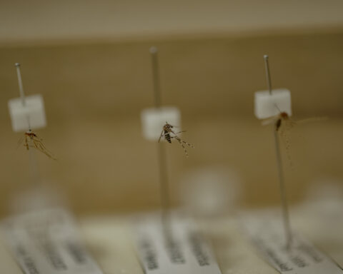 Sampel nyamuk jenis Anopheles dan Aedes (tengah) yang menjadi koleksi di Laboratorium Nyamuk Fakultas Kedokteran Universitas Hasanuddin. Di Indonesia terdapat sekitar 450 jenis nyamuk. Dan sekitar 30 jenis nyamuk Anopheles membawa virus plasmodium yang menyebarkan Malaria. Foto: Iqbal Lubis/Bollo.id