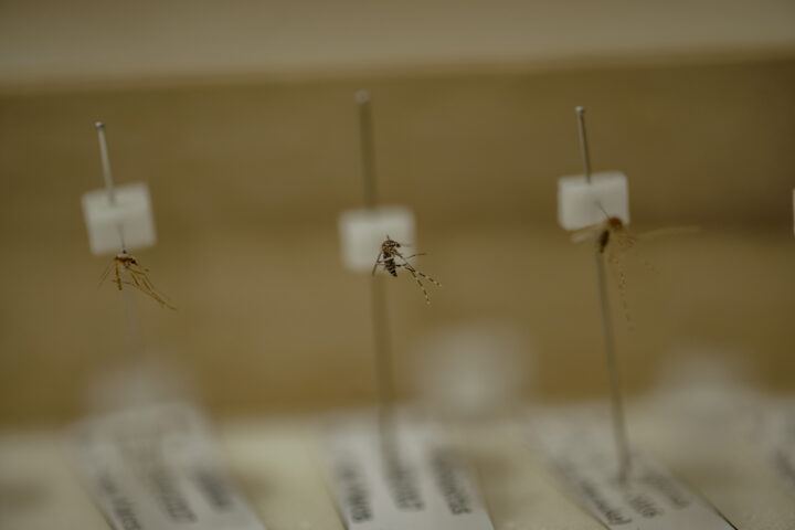 Sampel nyamuk jenis Anopheles dan Aedes (tengah) yang menjadi koleksi di Laboratorium Nyamuk Fakultas Kedokteran Universitas Hasanuddin. Di Indonesia terdapat sekitar 450 jenis nyamuk. Dan sekitar 30 jenis nyamuk Anopheles membawa virus plasmodium yang menyebarkan Malaria. Foto: Iqbal Lubis/Bollo.id