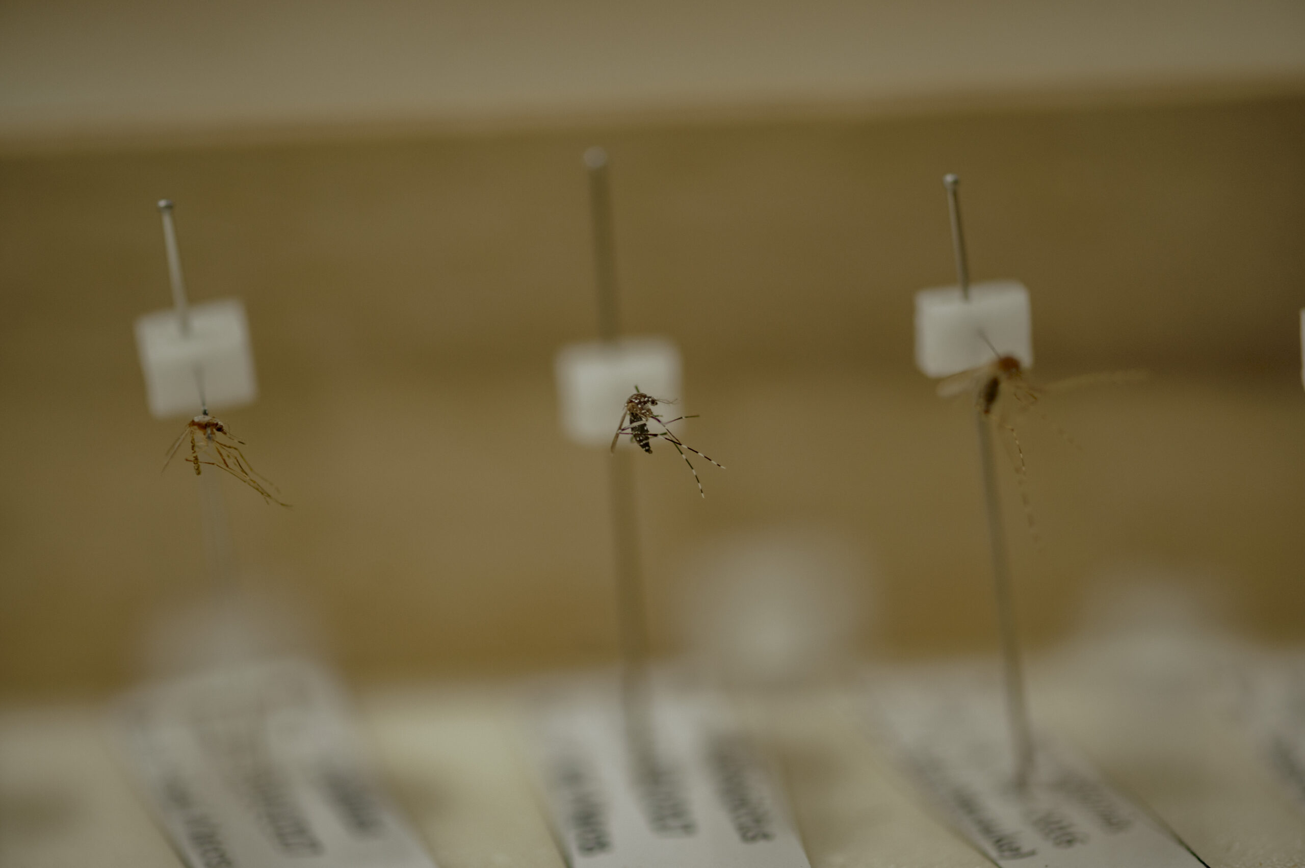 Sampel nyamuk jenis Anopheles dan Aedes (tengah) yang menjadi koleksi di Laboratorium Nyamuk Fakultas Kedokteran Universitas Hasanuddin. Di Indonesia terdapat sekitar 450 jenis nyamuk. Dan sekitar 30 jenis nyamuk Anopheles membawa virus plasmodium yang menyebarkan Malaria. Foto: Iqbal Lubis/Bollo.id