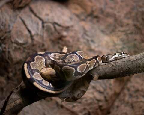 Ilustrasi ular piton/pixabay