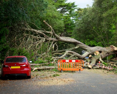 Ilustrasi pohon tumbang/pexels